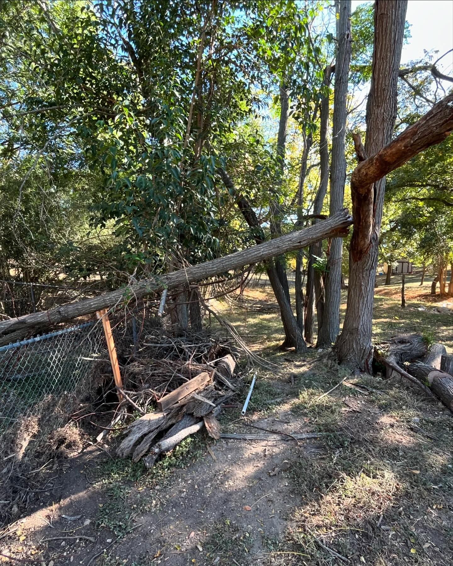 A fallen tree trunk lies horizontally across a chain-link fence and a pile of branches in a wooded backyard.