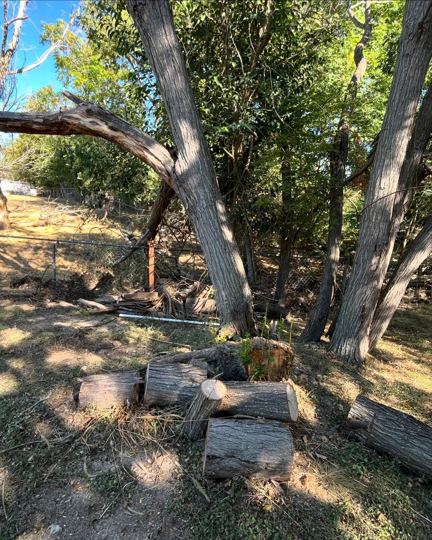 Several large tree logs rest on a grassy patch beneath large trees in a wooded, sunlit area.