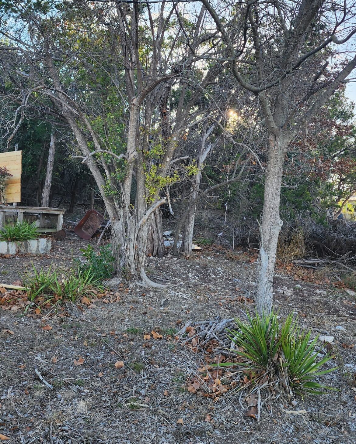 Sunlight filters through sparse trees in a rocky, gravel-covered yard with low-lying green shrubs.