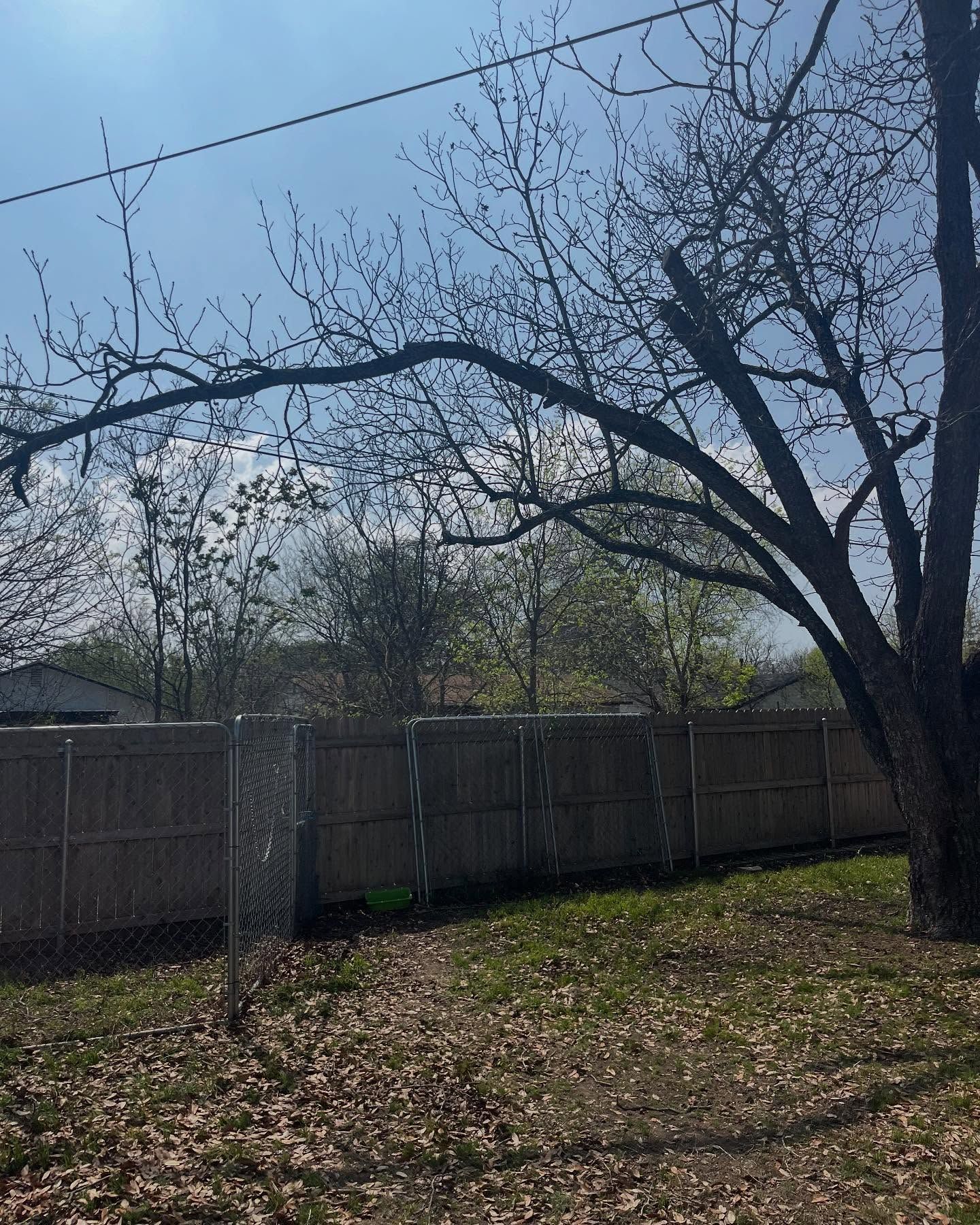 A large, bare tree extends a long, thin branch over a wooden fence in a grassy yard under a bright blue sky.