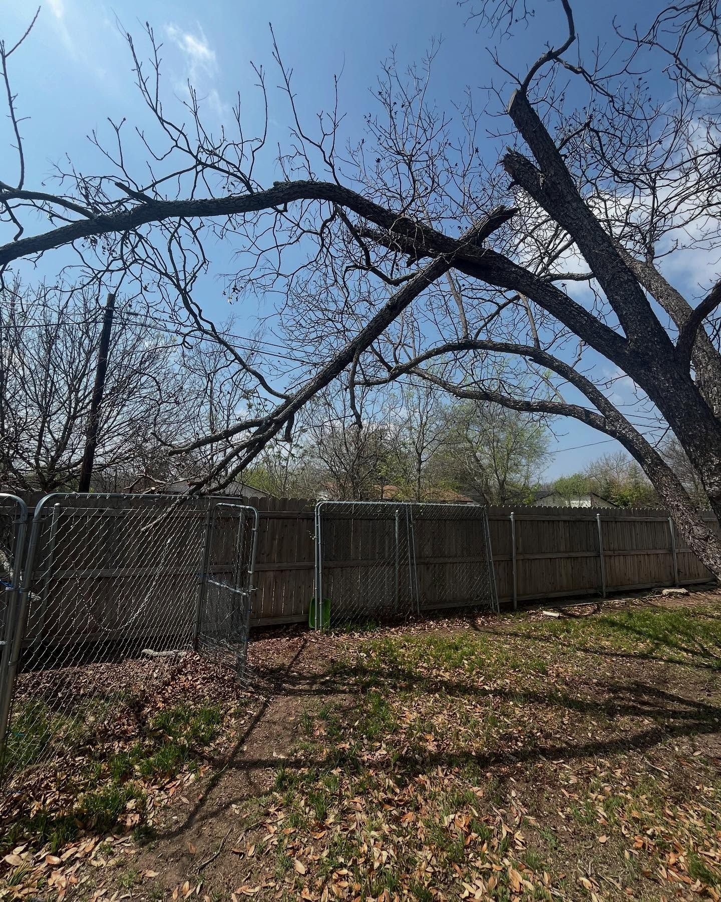 A large tree branch is broken and hanging downward toward a wooden fence in a sunny, leaf-covered yard.