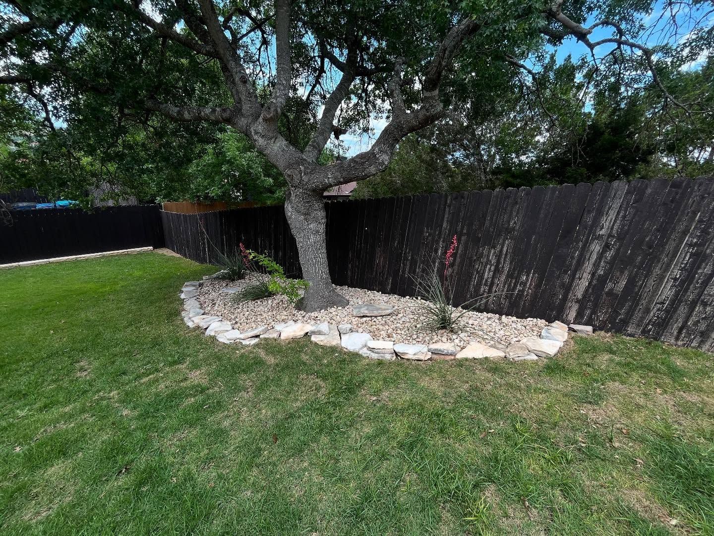 A large, mature tree stands in a garden bed with beige rocks and a stone border, set against a dark wooden fence.