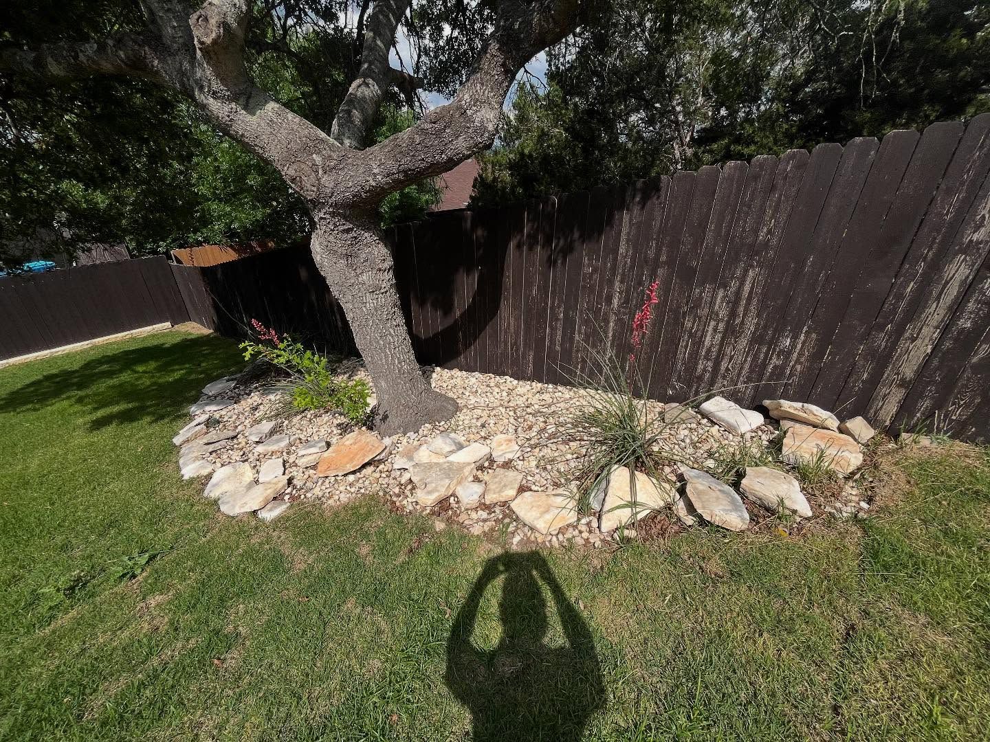 A tree in a landscaped bed of gravel and stone edging, set against a dark wooden fence in a grassy backyard.