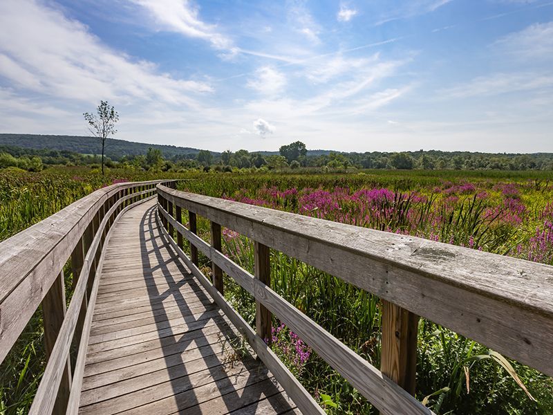 Wooden boardwalk curving through wildflower meadow under a bright blue sky
