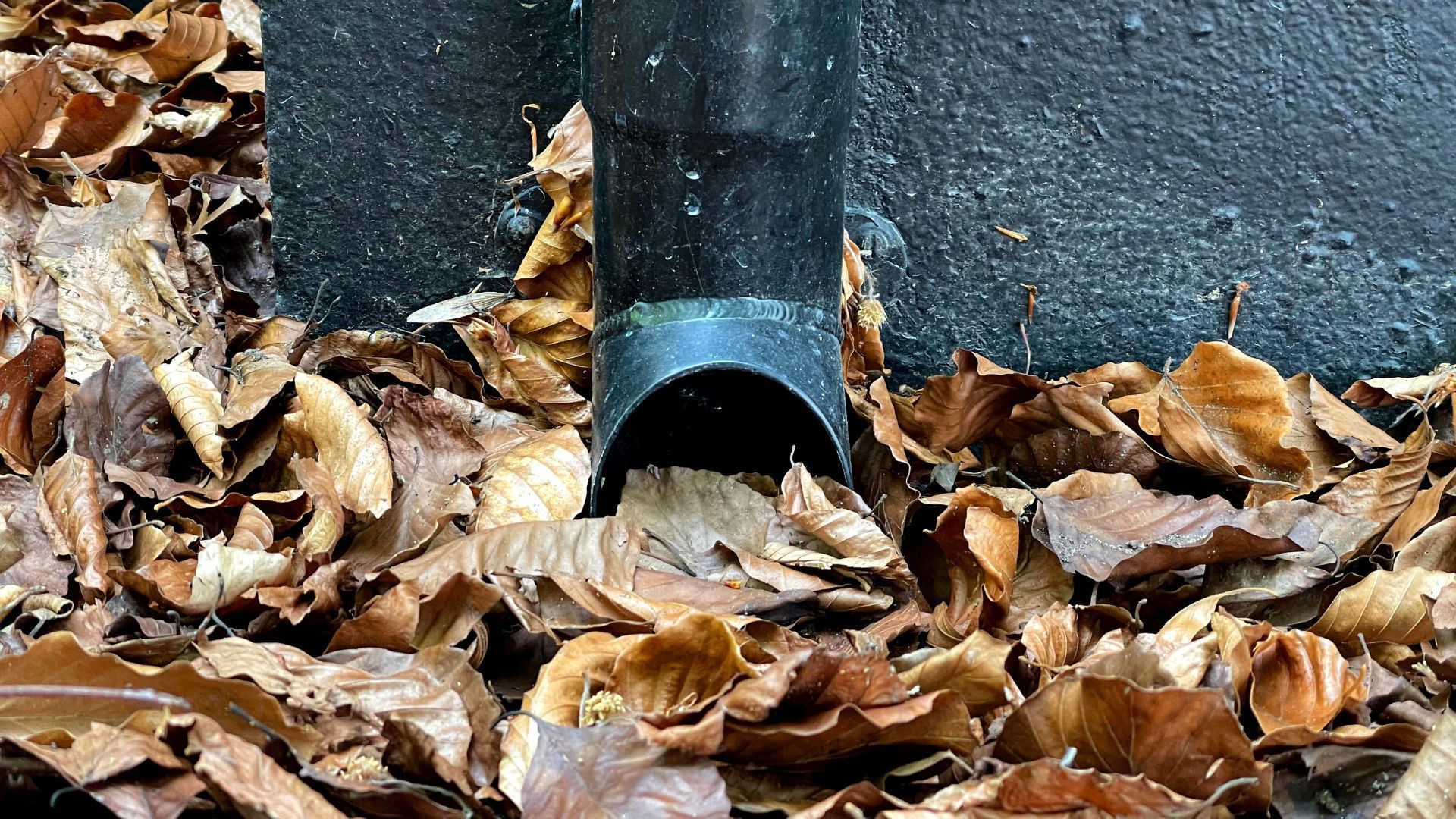 Drain pipe surrounded by autumn leaves