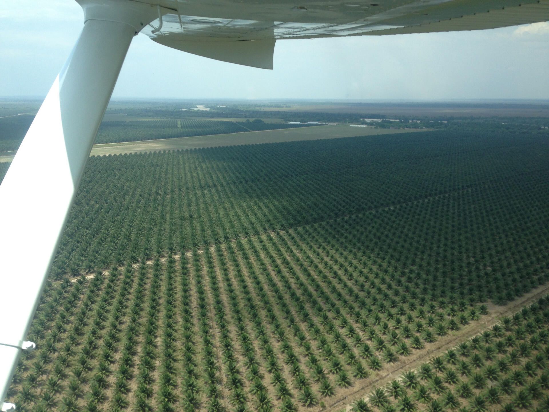 palma africana