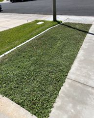Green groundcover alongside a sidewalk and grass lawn, adjacent to a street and pole.