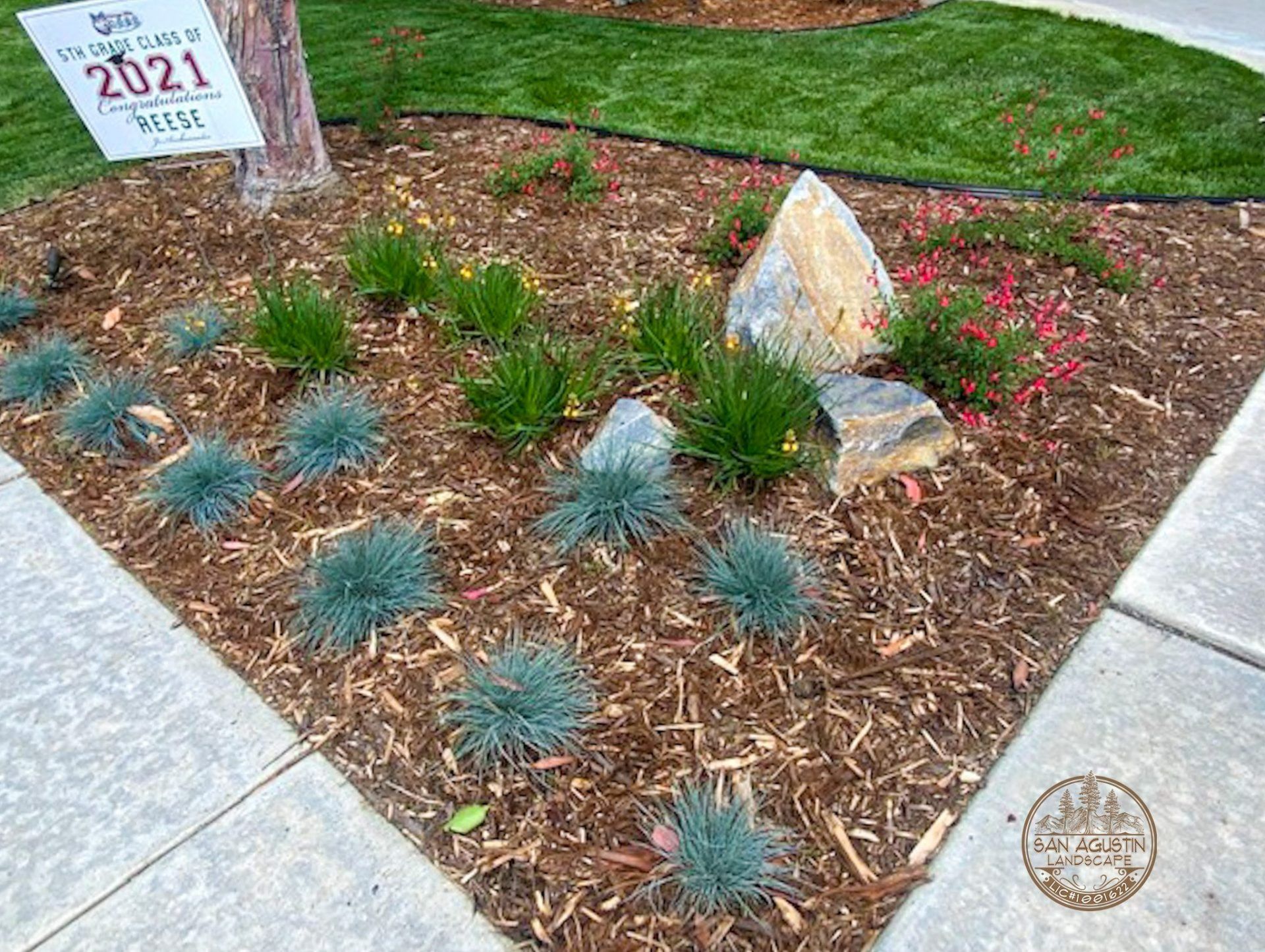 Triangular flower bed with blue-green plants, brown mulch, and decorative rocks next to a sidewalk.