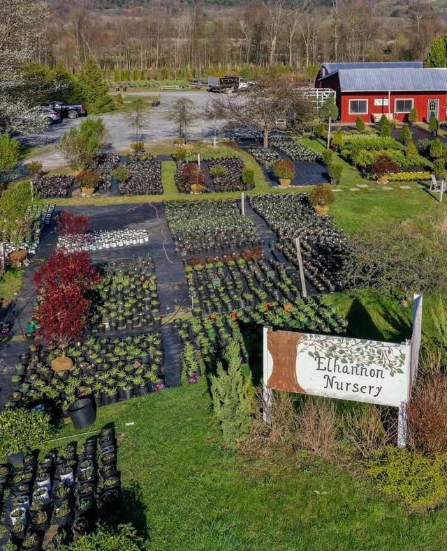 Wholesale Nursery