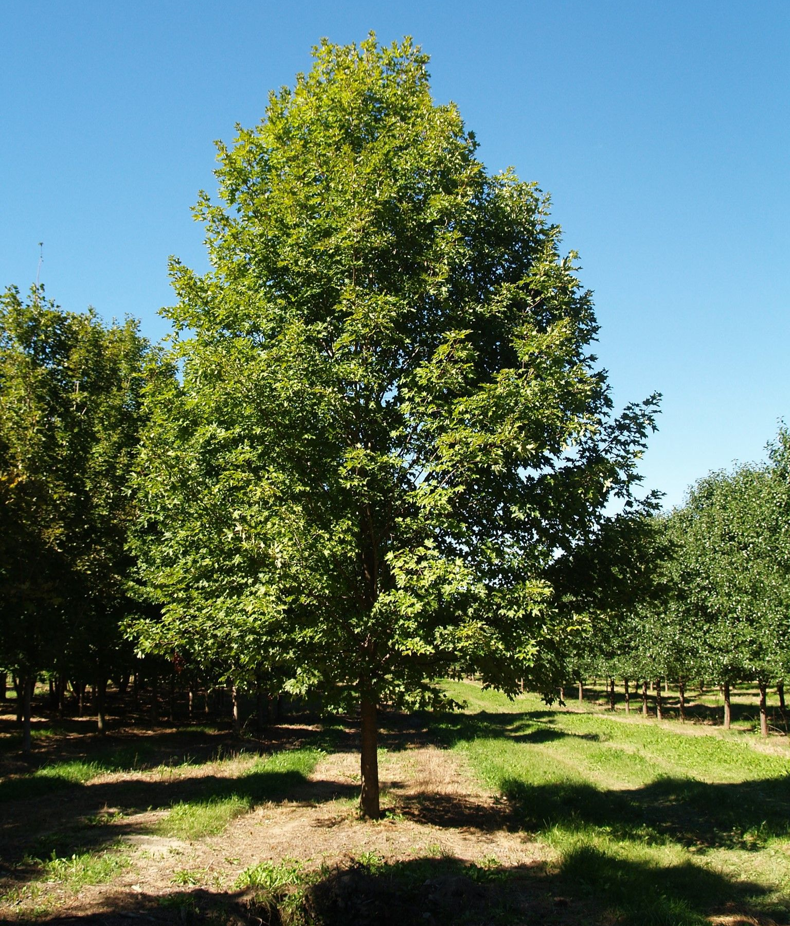 Wholesale Nursery 1
