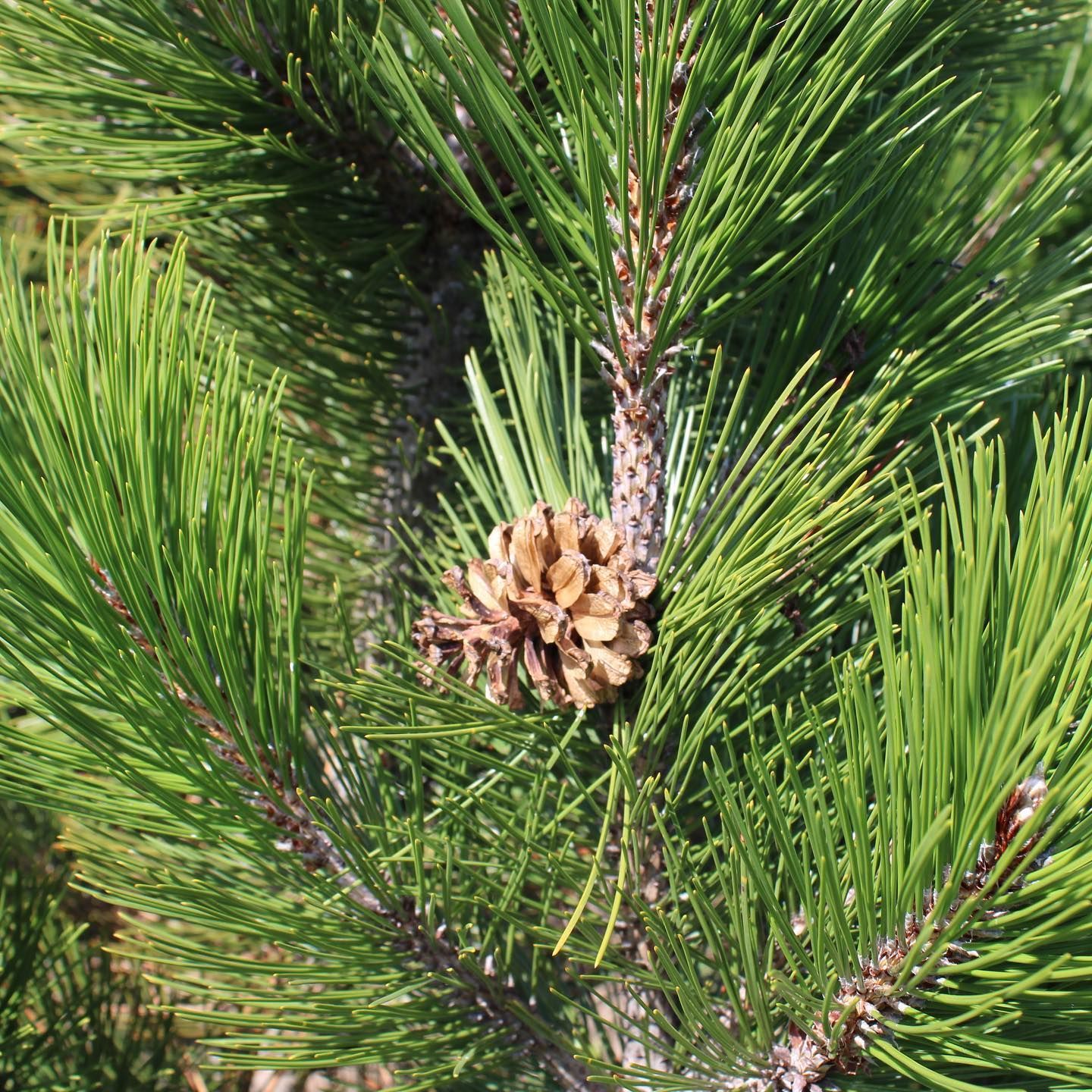 Wholesale Nursery 11