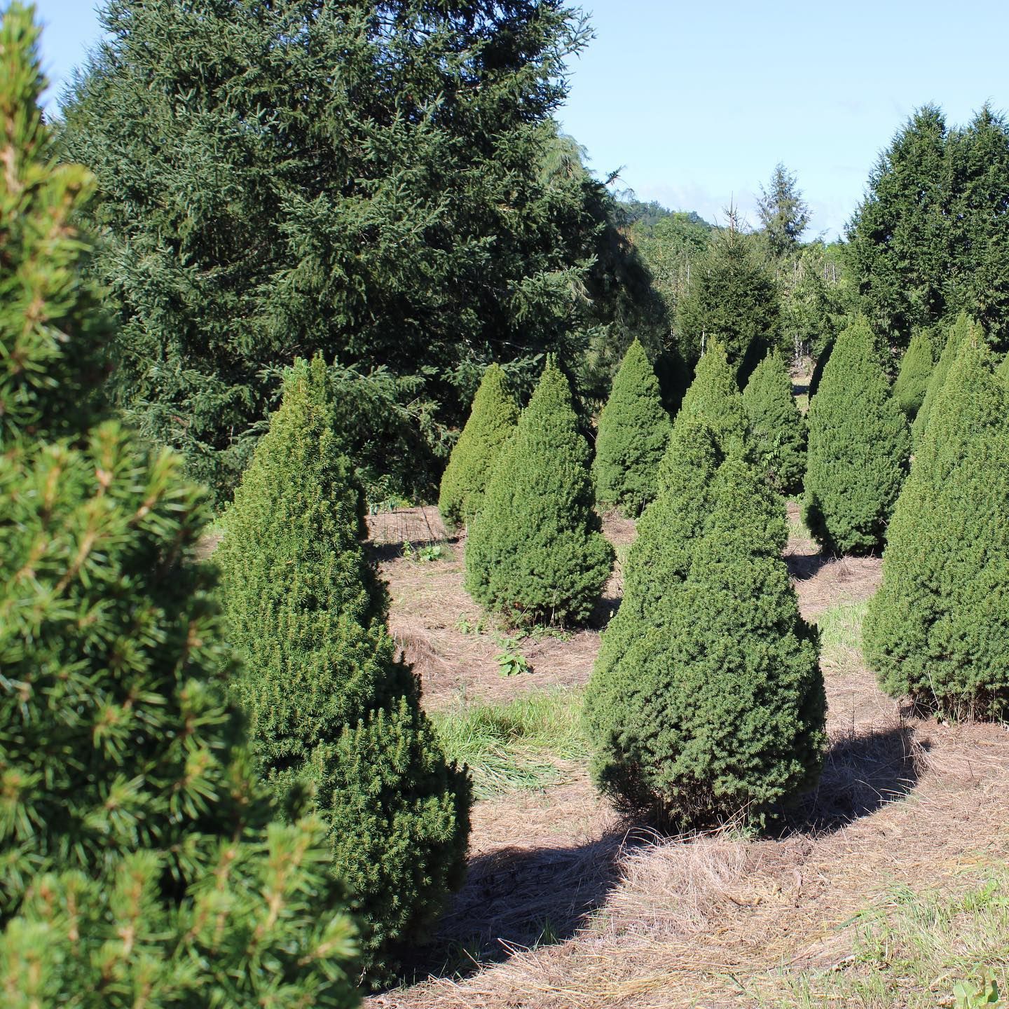 Wholesale Nursery 14