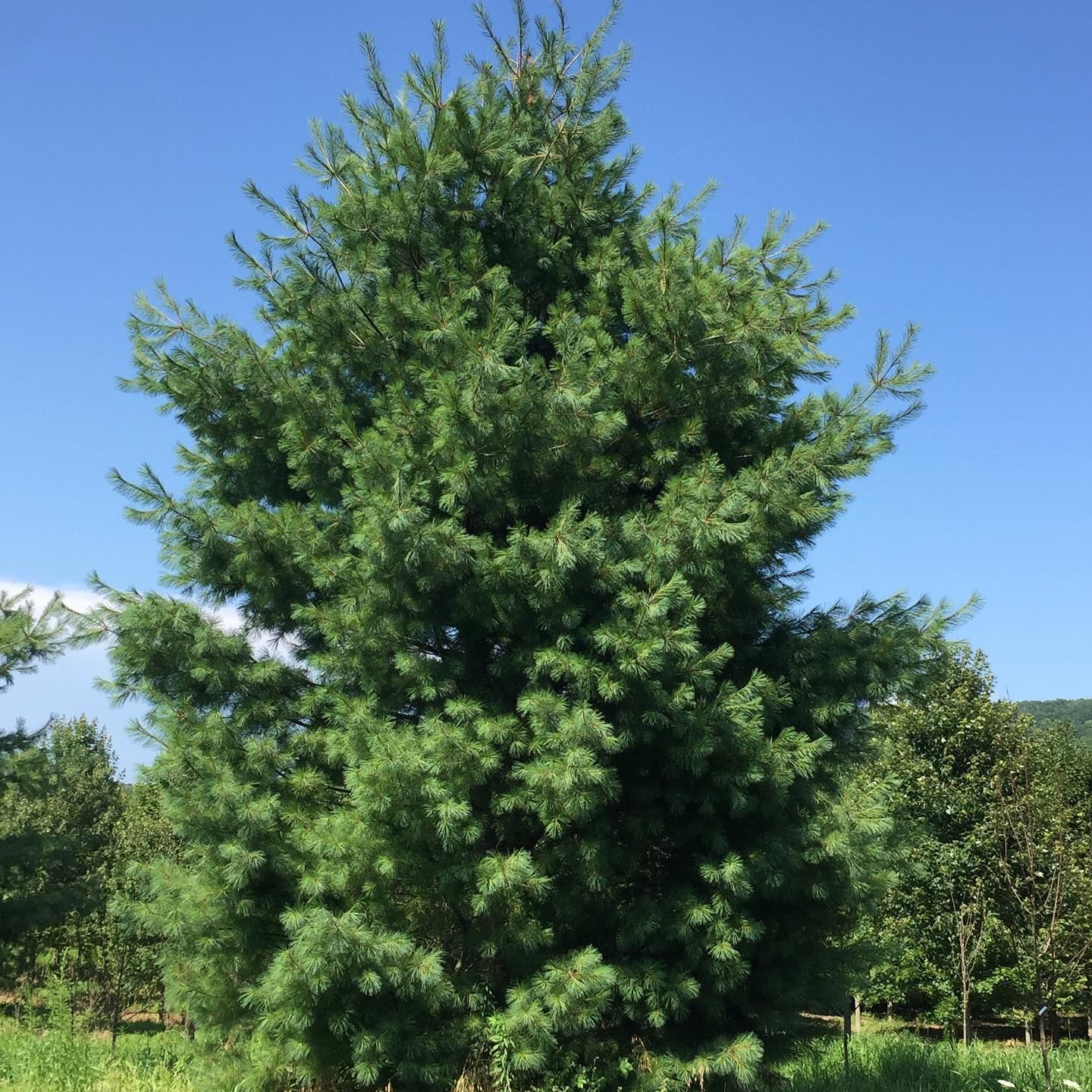 Wholesale Nursery 19
