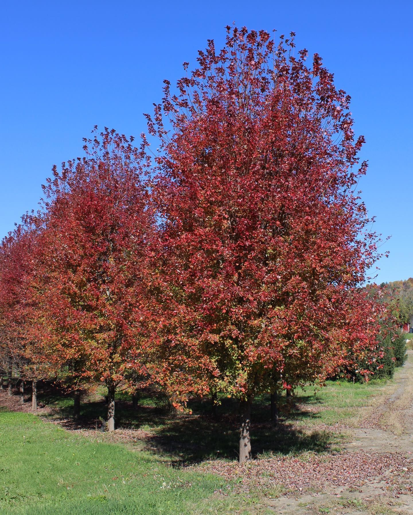 Wholesale Nursery 3