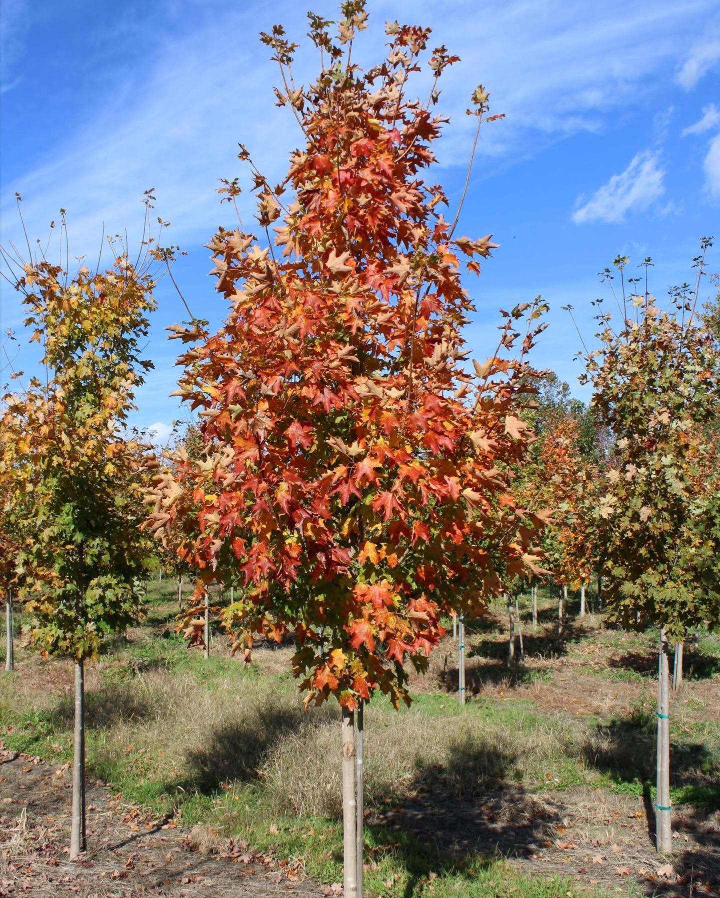 Wholesale Nursery 4