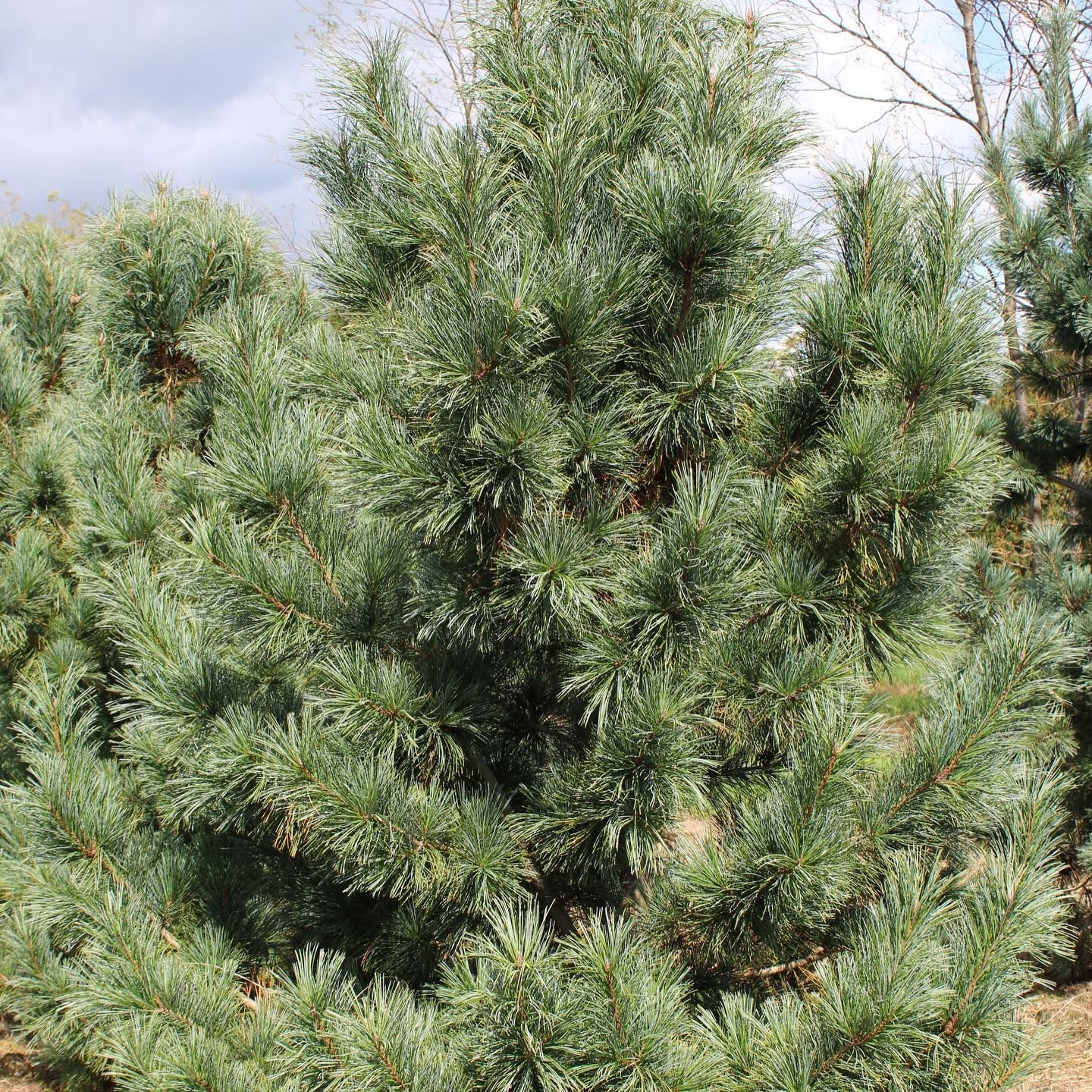 Wholesale Nursery 7