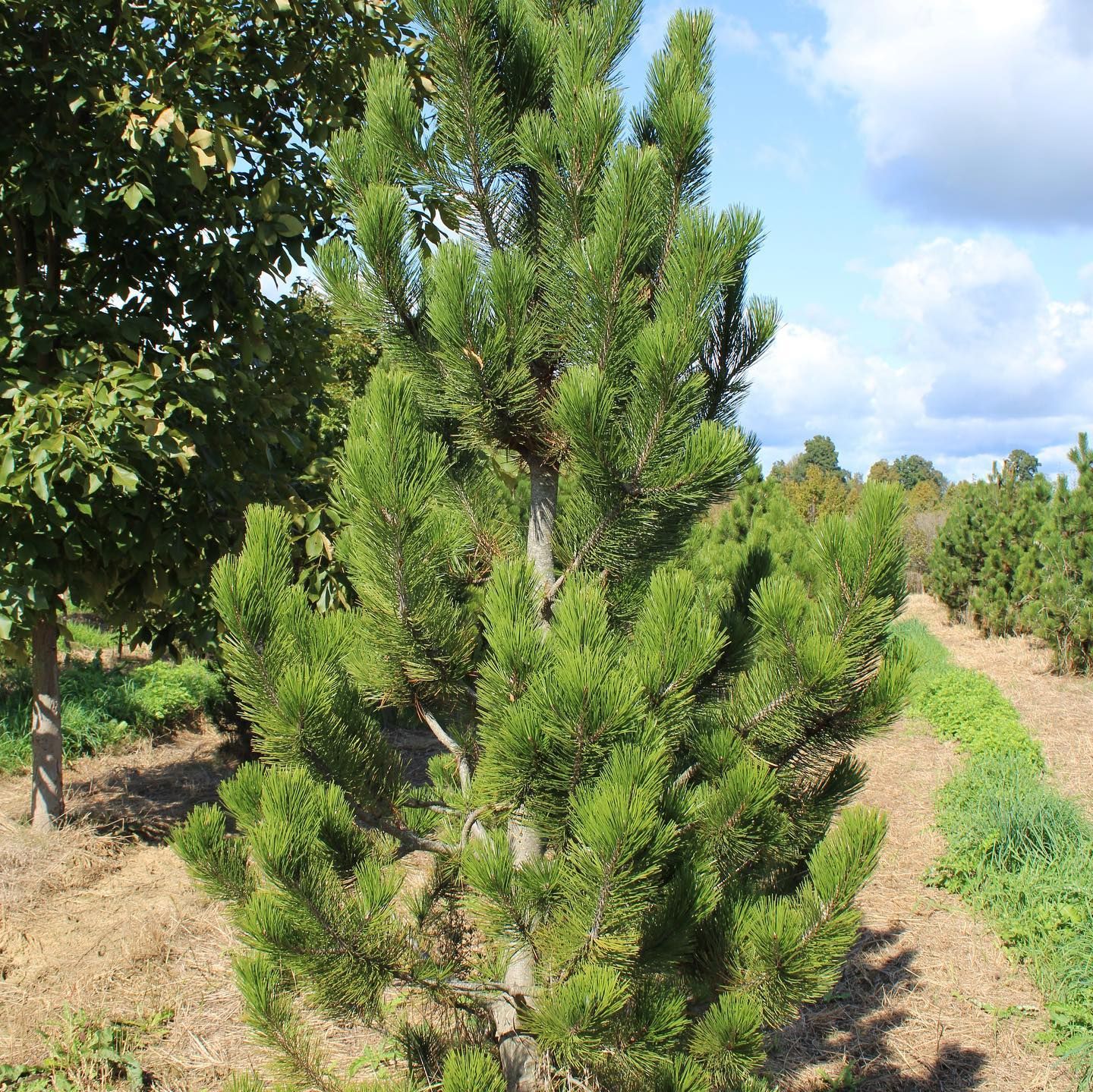 Wholesale Nursery 8