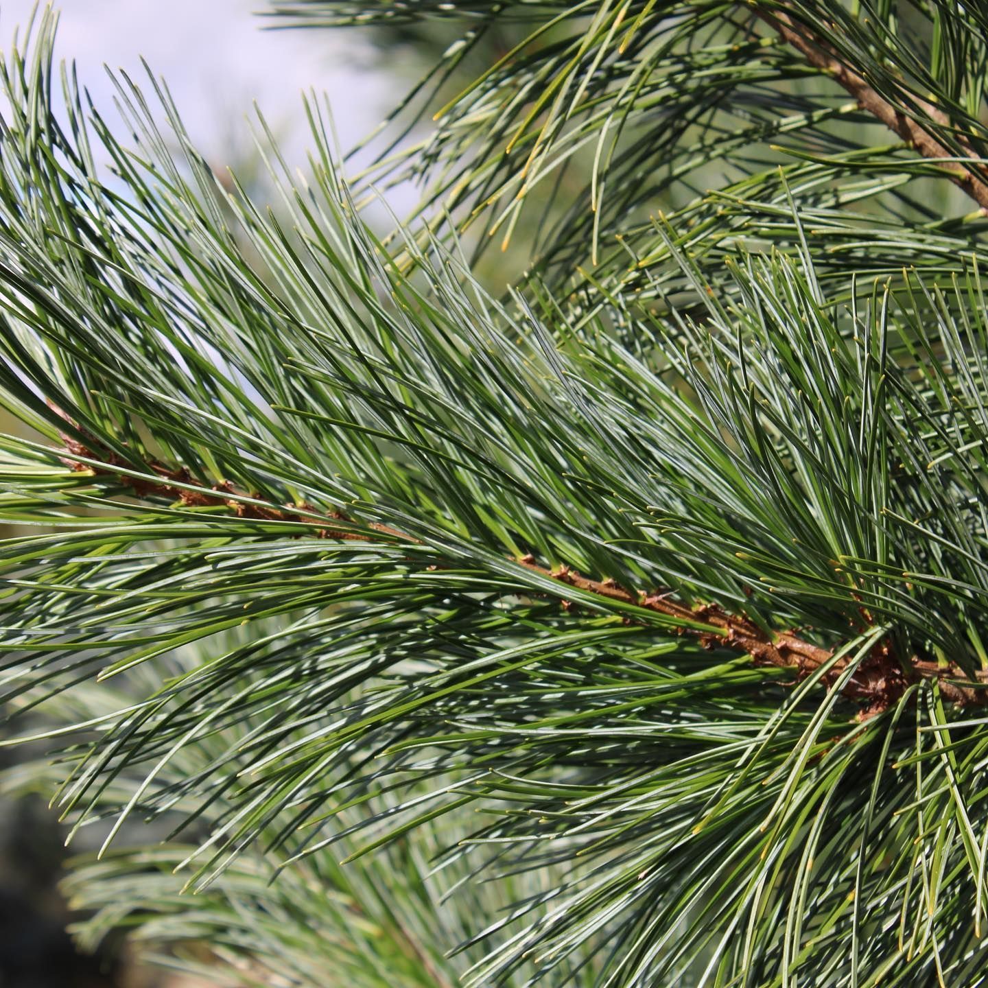 Wholesale Nursery 9