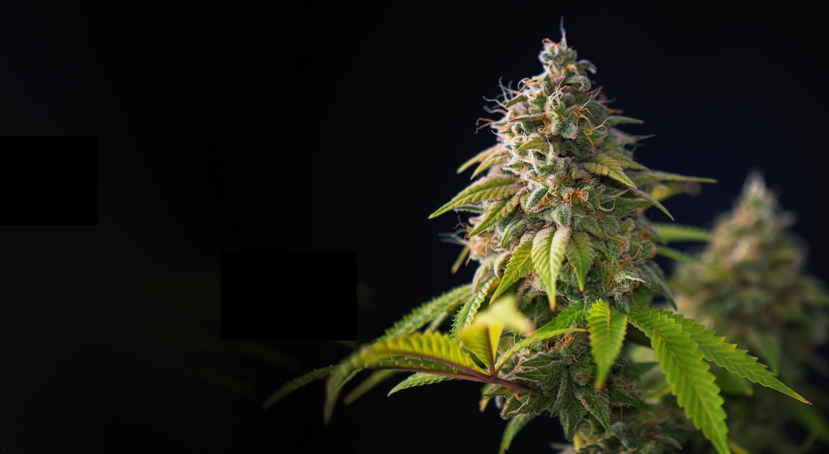 cannabis plant