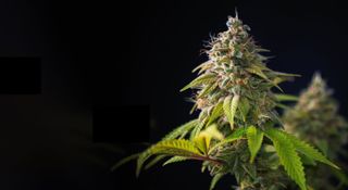cannabis plant