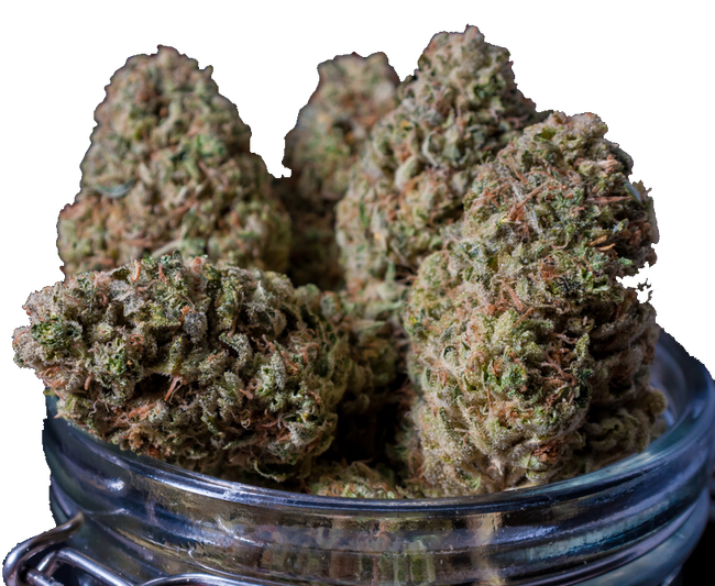 Close-up of dried cannabis buds in a glass jar
