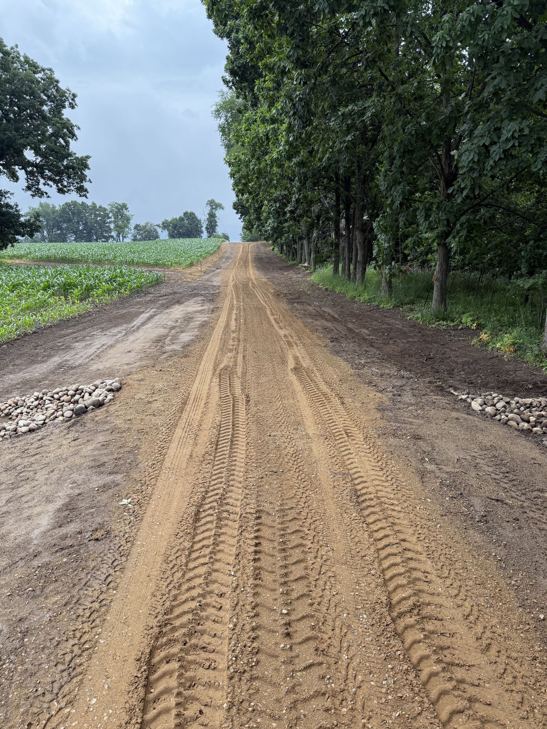 Dirt road stretching into the distance beside green farmland and a row of tall trees under a cloudy sky