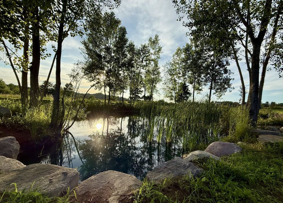 Sunlit pond surrounded by trees and rocks, with reflections on the water and grassy shoreline