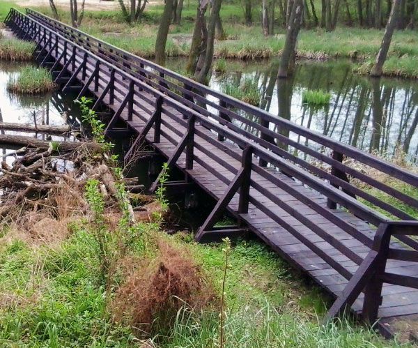 Una passerella di legno attraversa una zona umida con acqua stagnante ed erba verde.