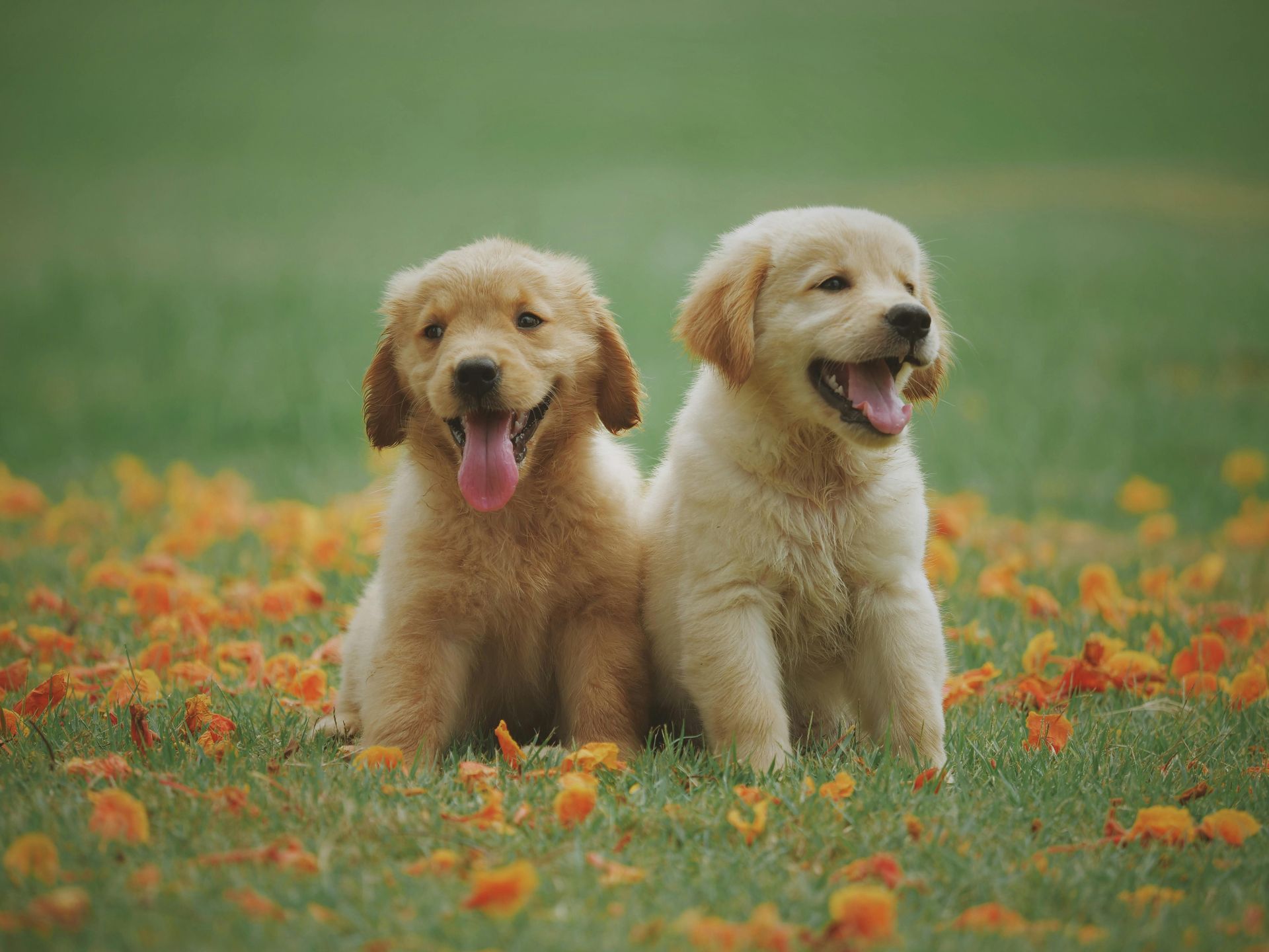 Dois filhotes estão sentados um ao lado do outro em um campo de flores.
