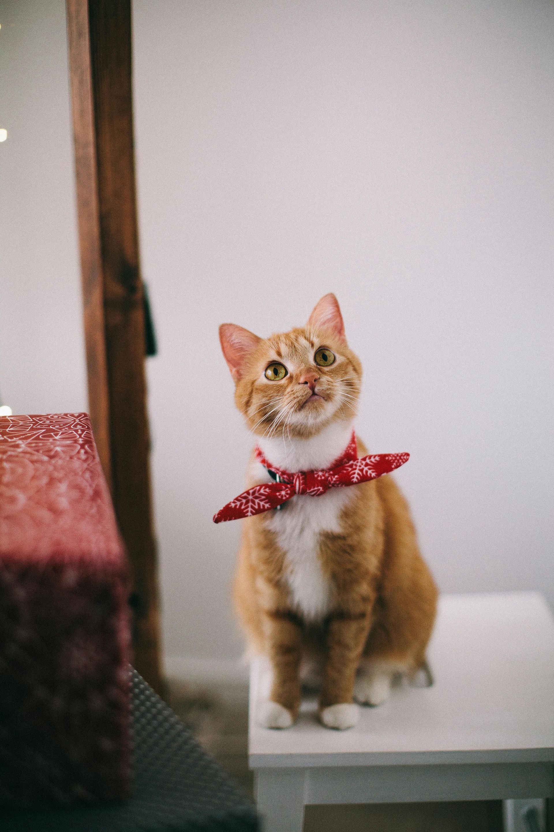 Um gato laranja e branco usando uma bandana vermelha está sentado em uma mesa branca.