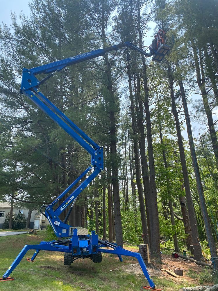 CTE Traccess 270-88 in a forest trimming trees