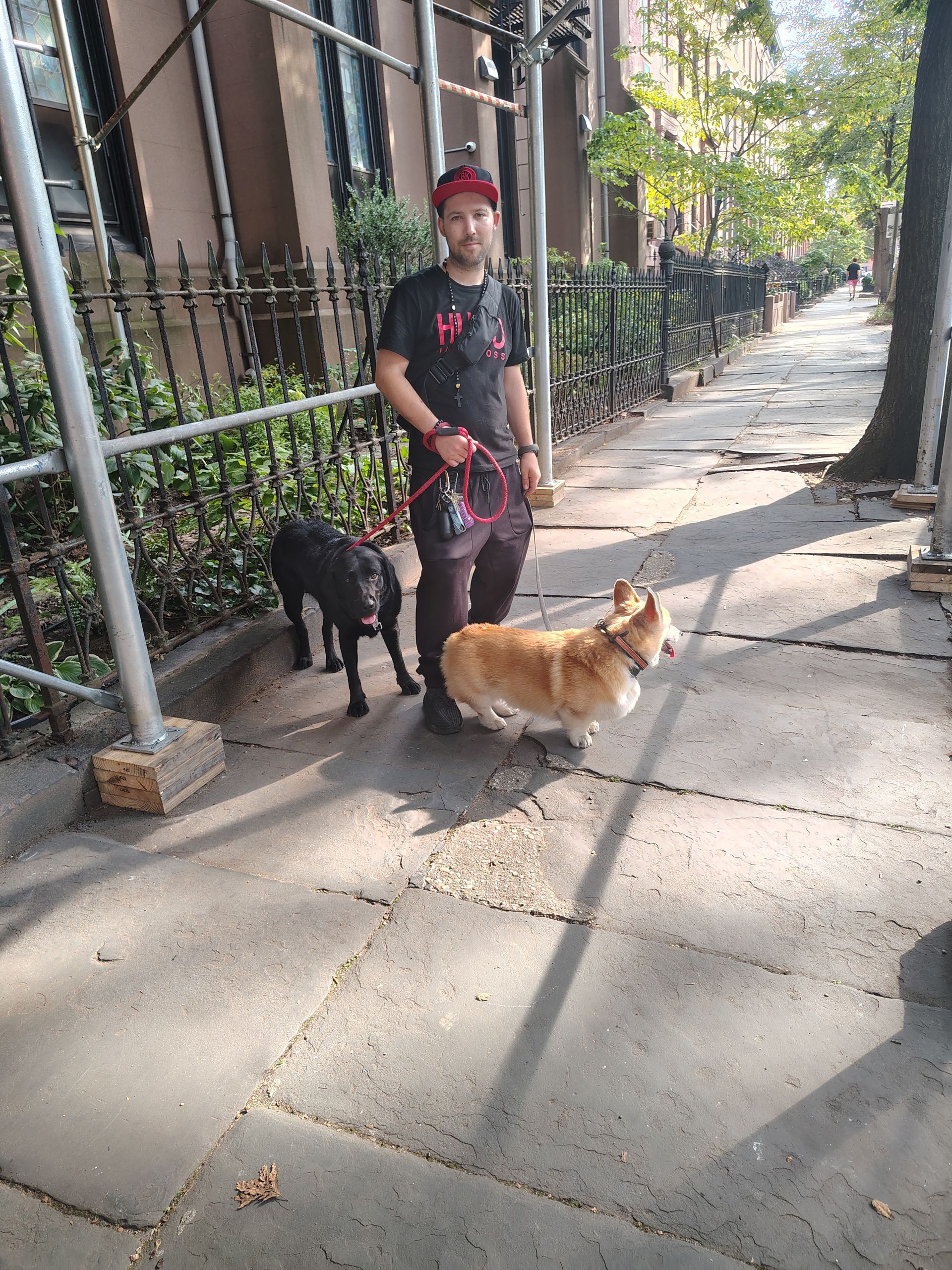 Person walking two dogs on a sidewalk, one black and one corgi, near a fence and buildings.