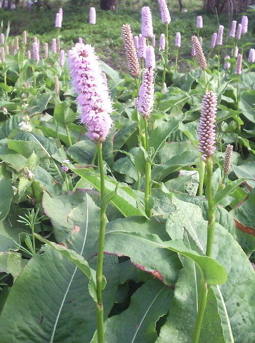 Polygonum bistorta