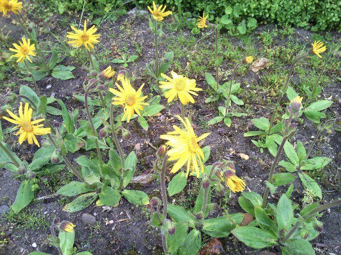 bloemen Arnica montana