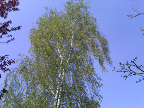 Betula pendula