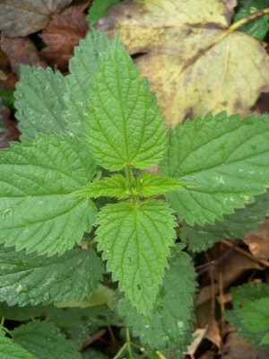Urtica