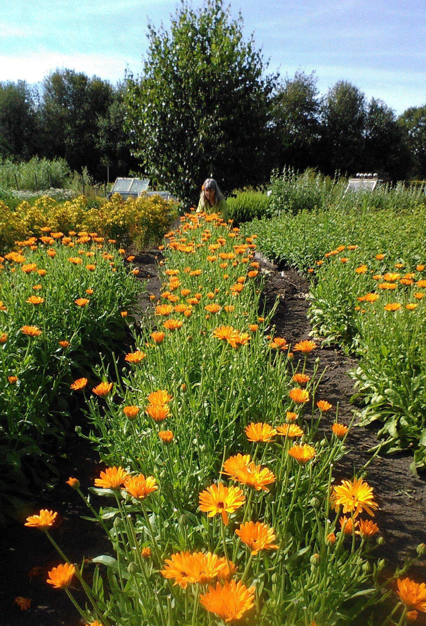 Calendula officinalis
