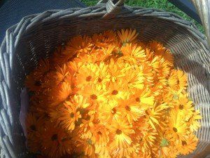mand vol goudsbloemen