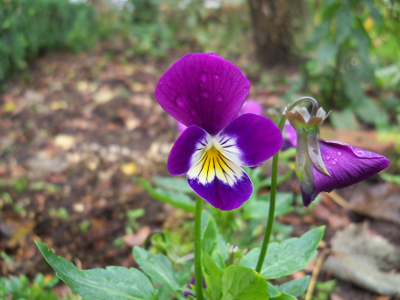 Viola tricolor