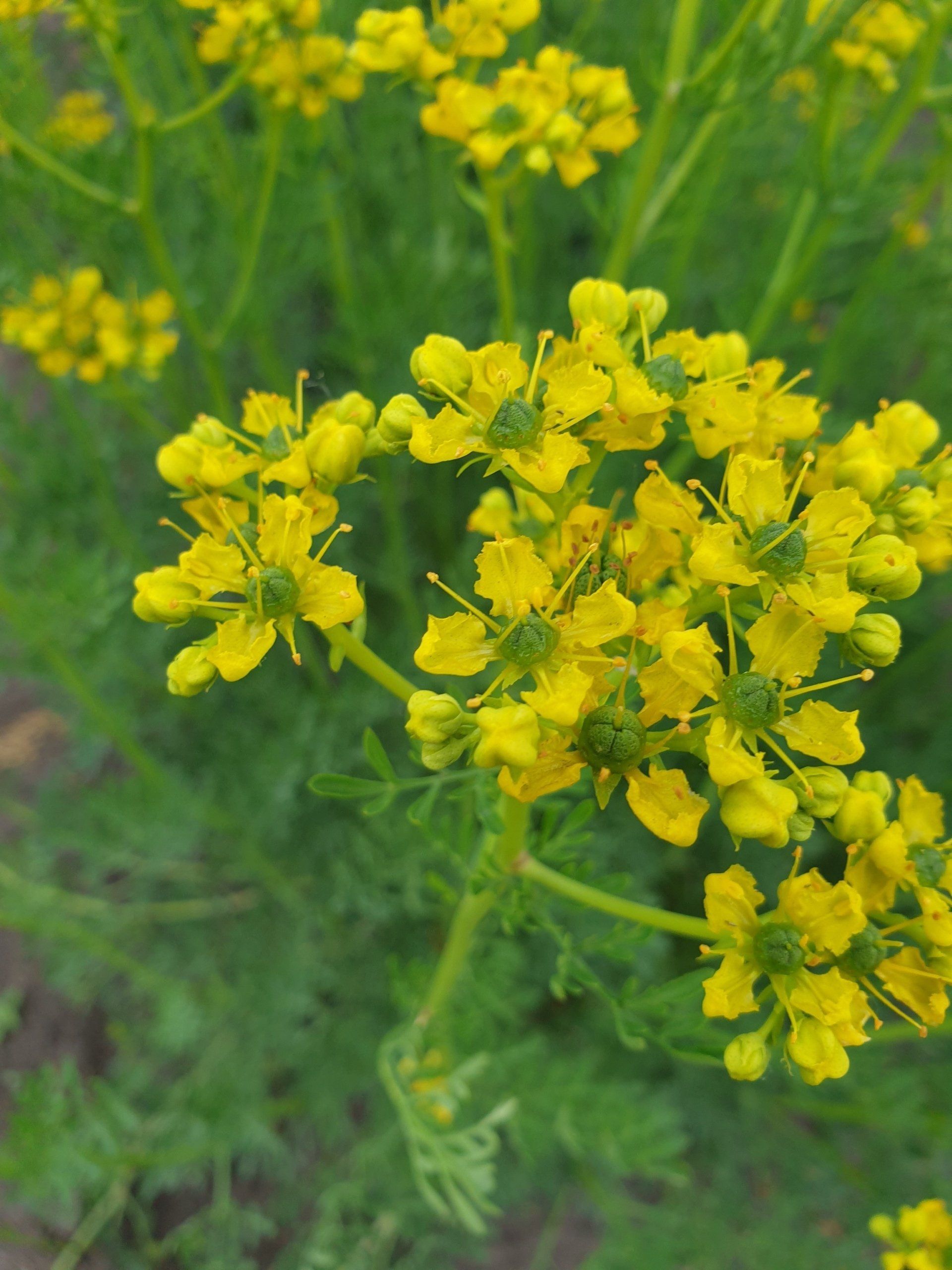 Ruta graveolens