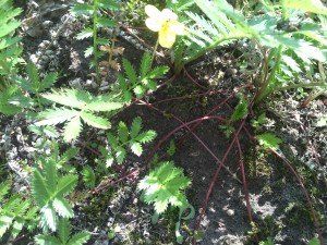 Potentilla anserina