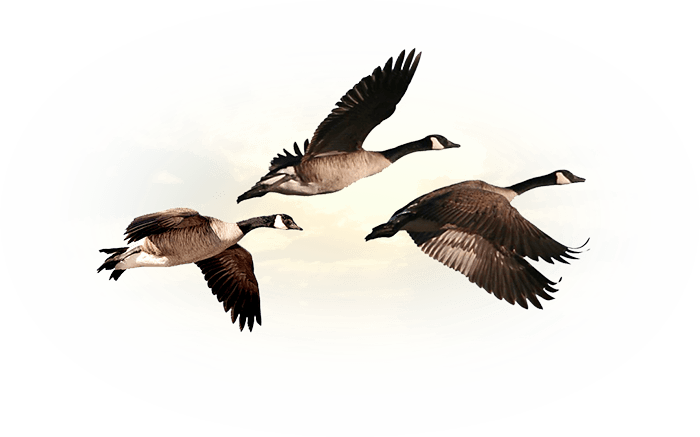 Canada Goose Hunting in Saskatchewan