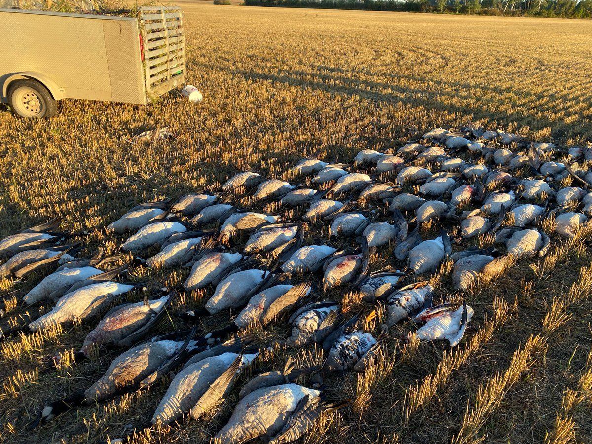 Saskatchewan Goose Hunting Guide