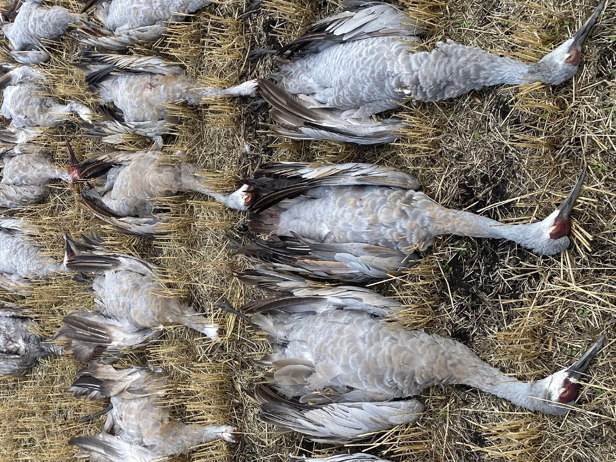 Canada Crane Hunting Guide