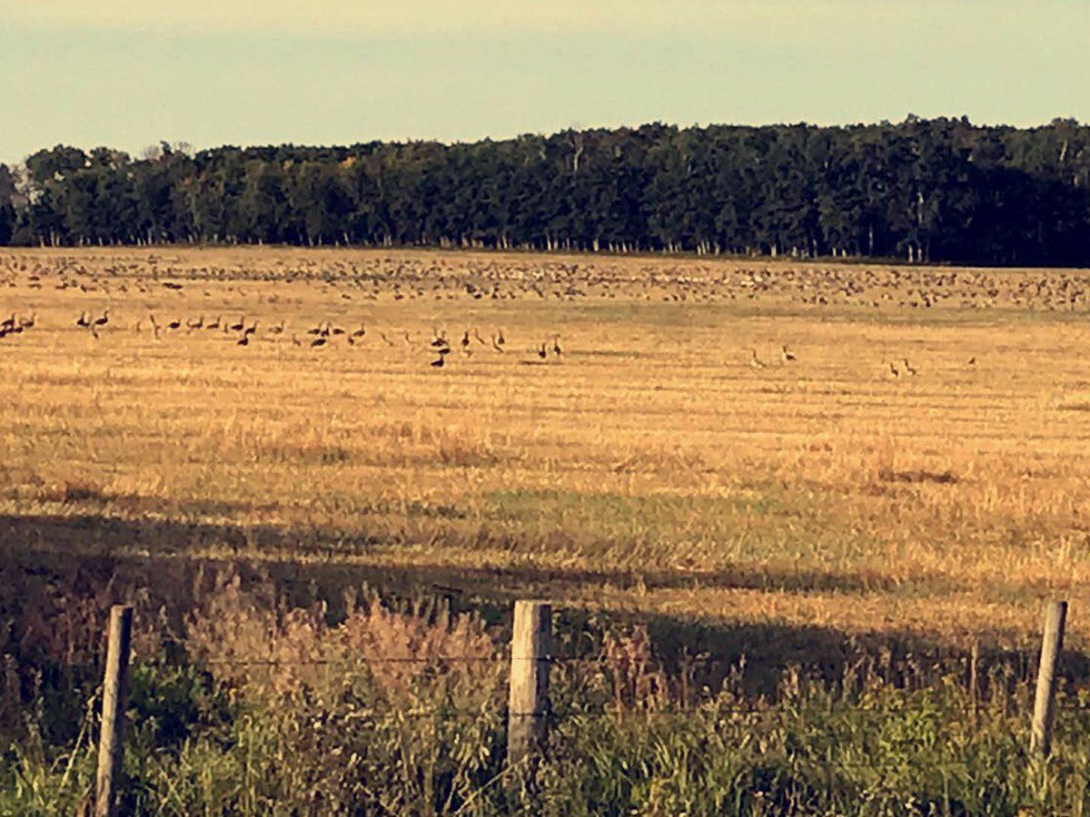 A field with a fence in the foreground and trees in the background.