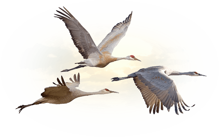 Crane Hunts