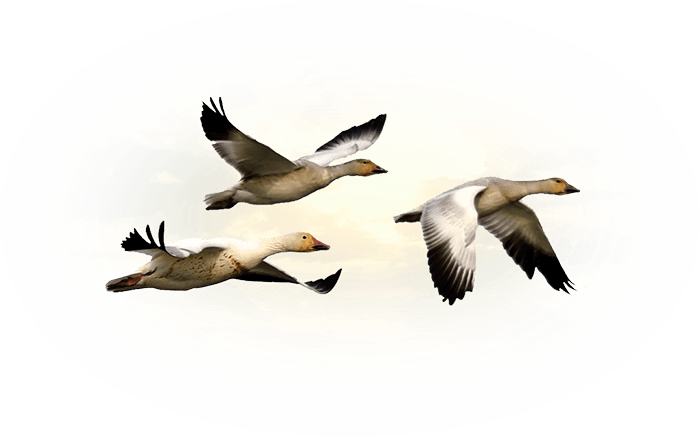 Saskatchewan Snow Goose Hunts