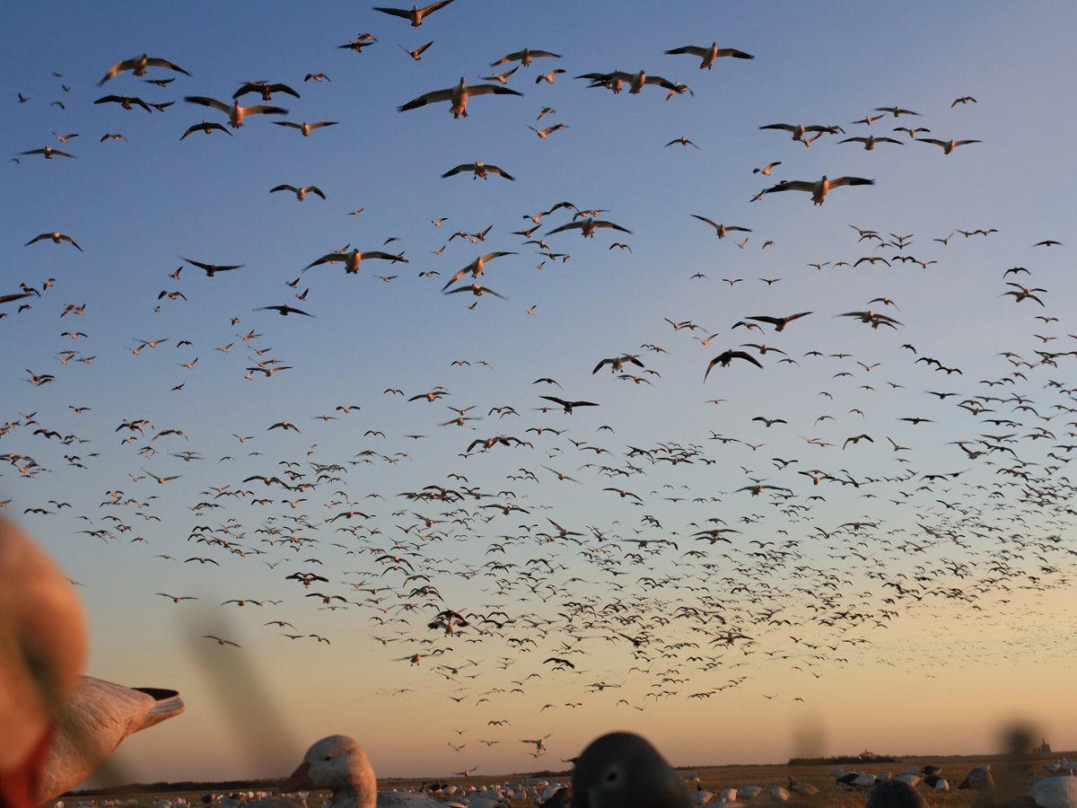 Hunting Snow Geese in Saskatchewan