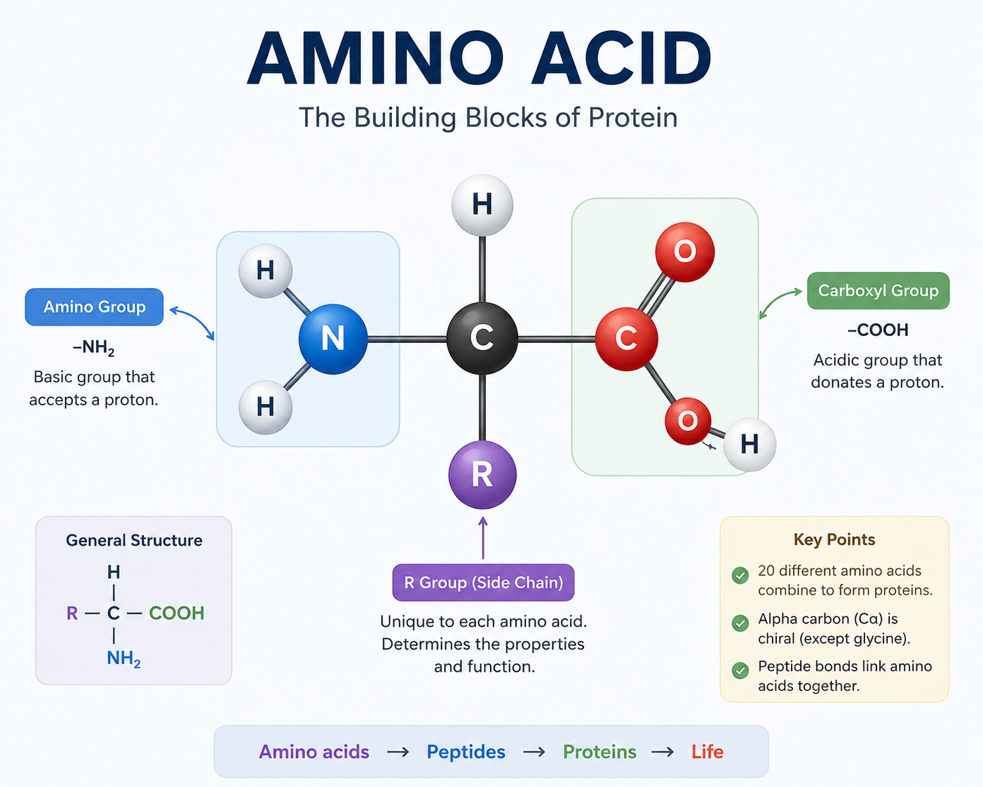 Amino acid diagram showing a central carbon with amino, carboxyl, hydrogen, and variable R groups.