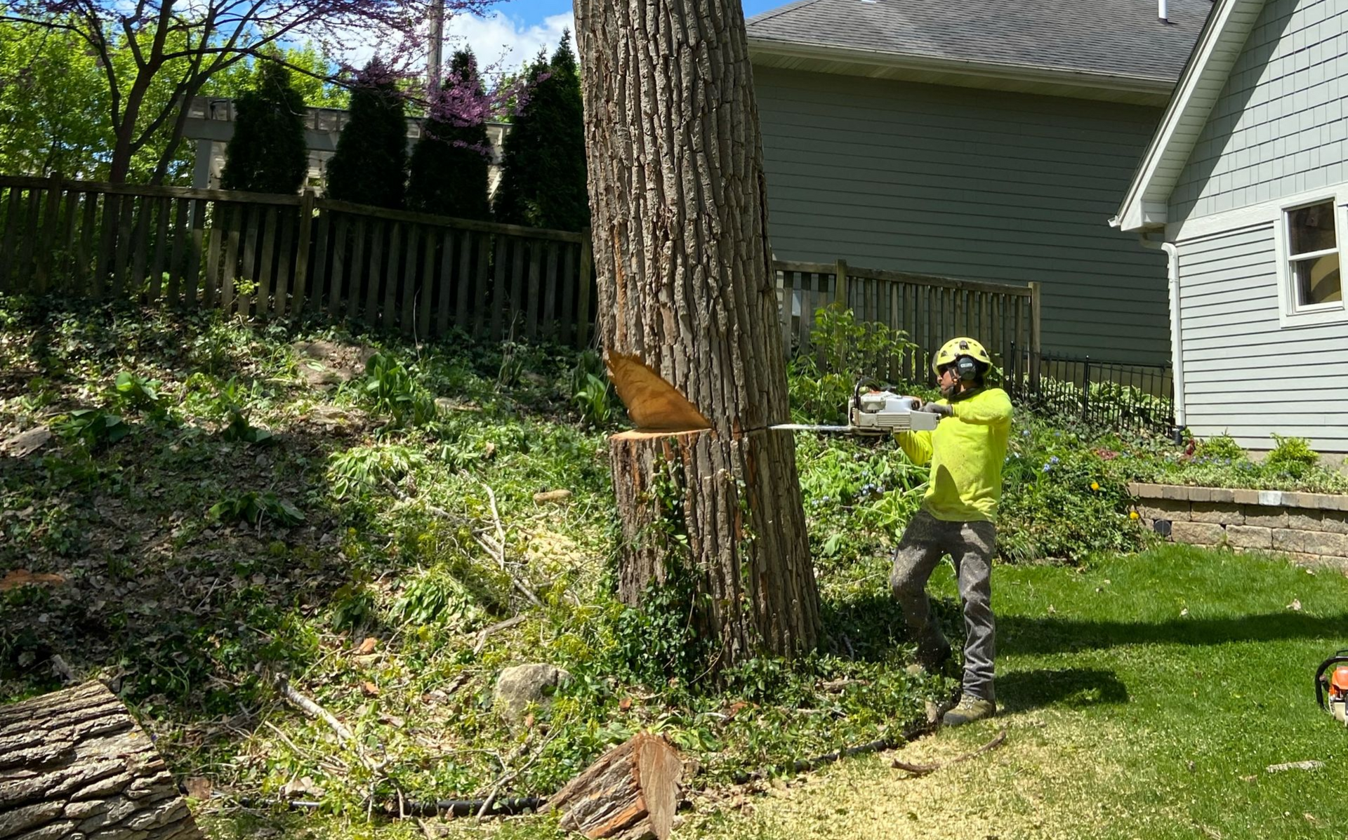 Arborist wearing safety gear cutting a tree trunk with a chainsaw in a backyard.